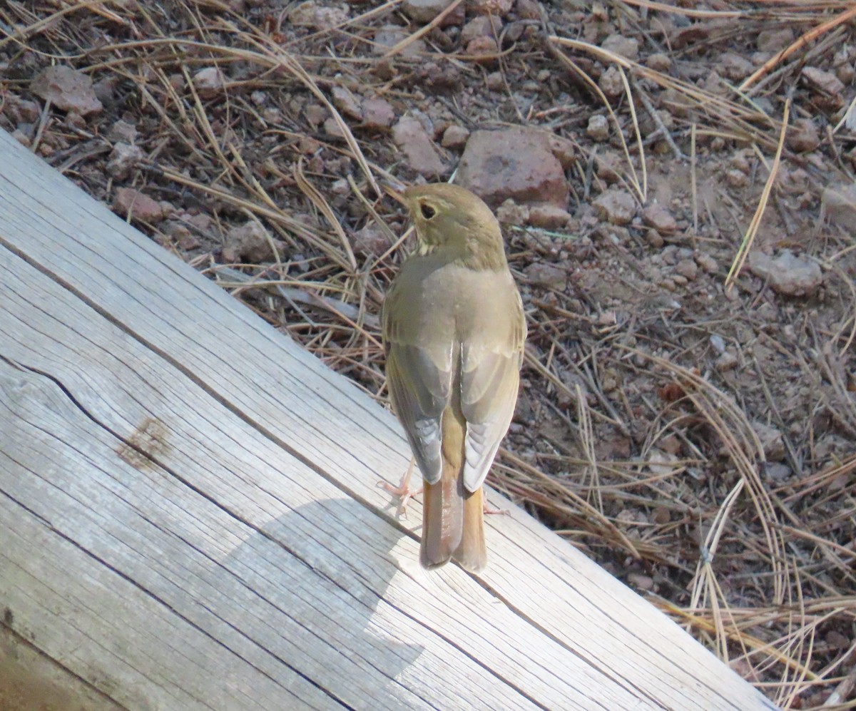 Hermit Thrush - ML609765566