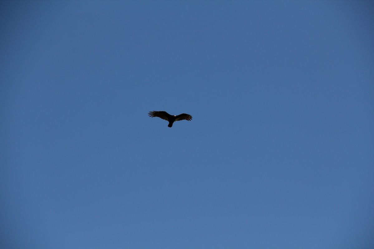 Turkey Vulture - ML609765809