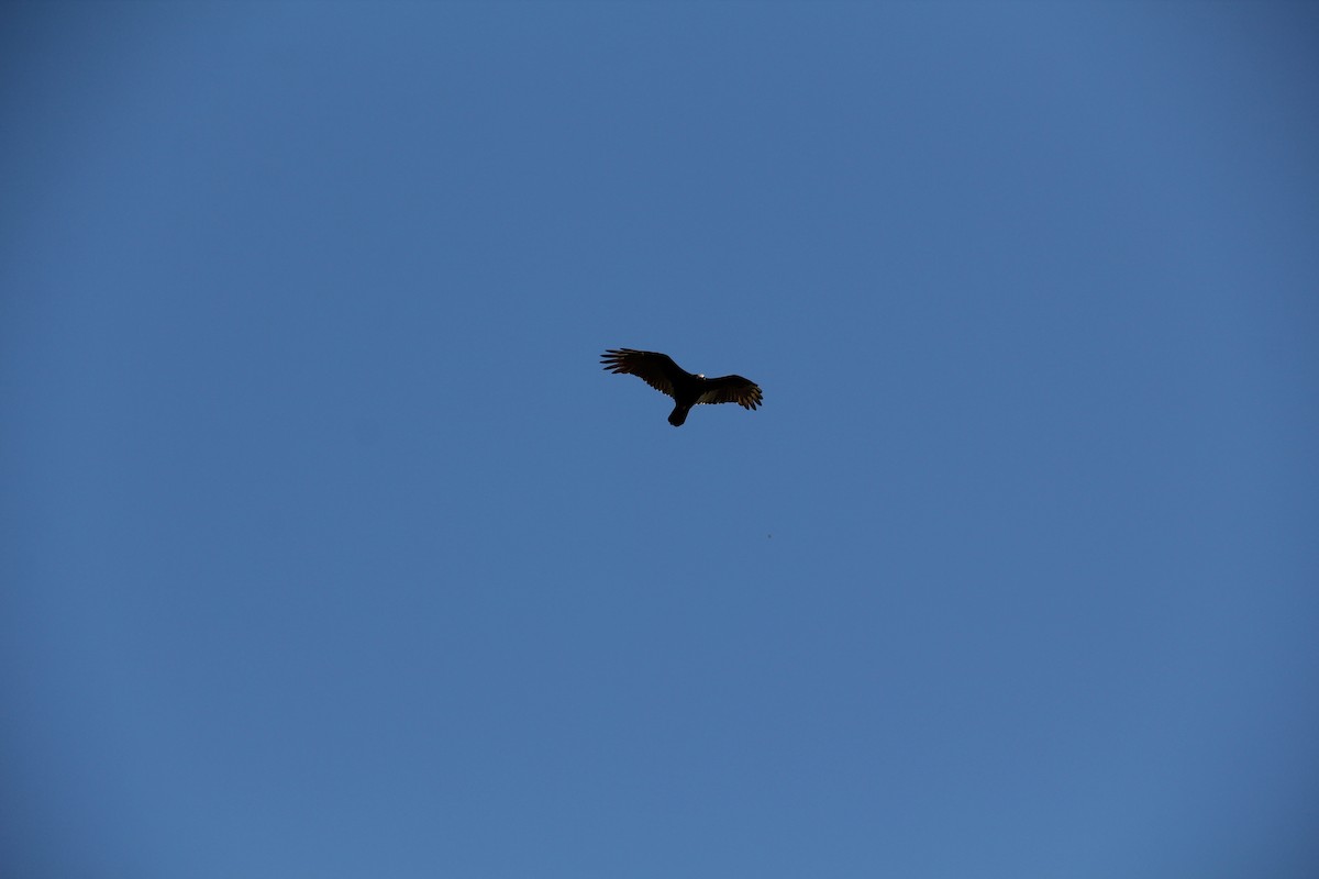 Turkey Vulture - ML609765810