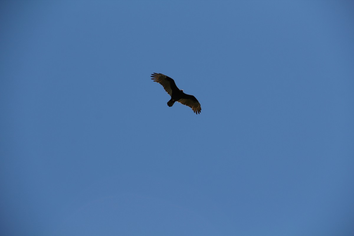 Turkey Vulture - ML609765812