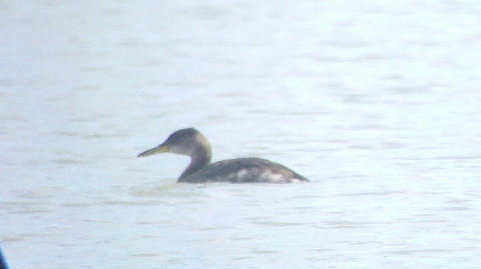 Red-necked Grebe - ML609765843