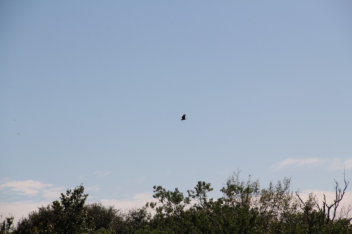 Turkey Vulture - ML609765874