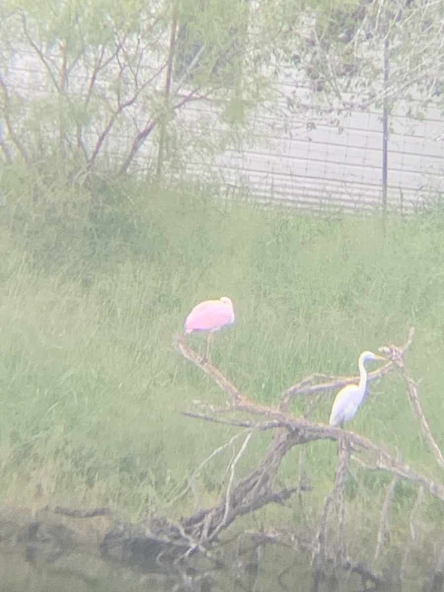 Roseate Spoonbill - Dorothy Tate