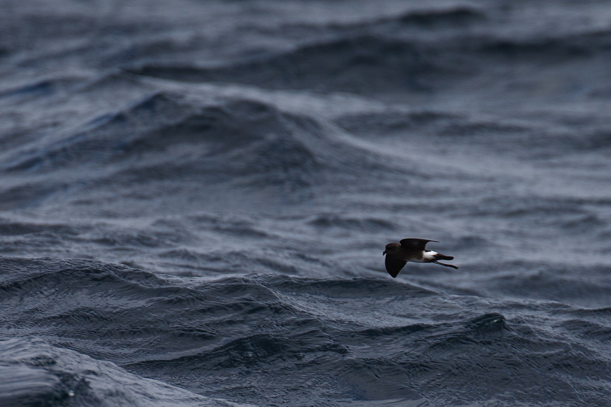 Elliot's Storm-Petrel - Anonymous