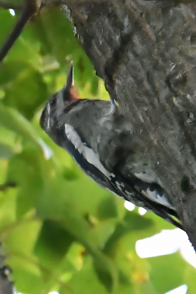 Yellow-bellied Sapsucker - ML609766063
