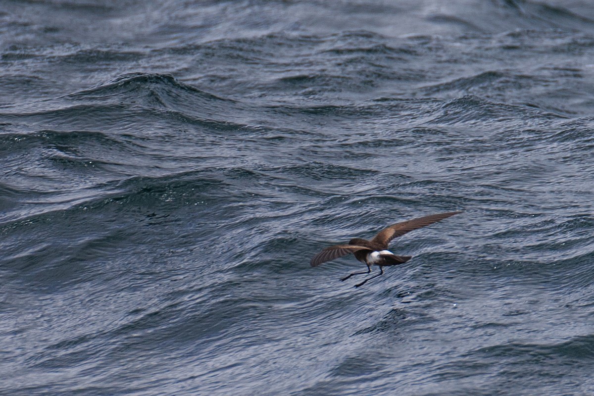 Elliot's Storm-Petrel - Anonymous