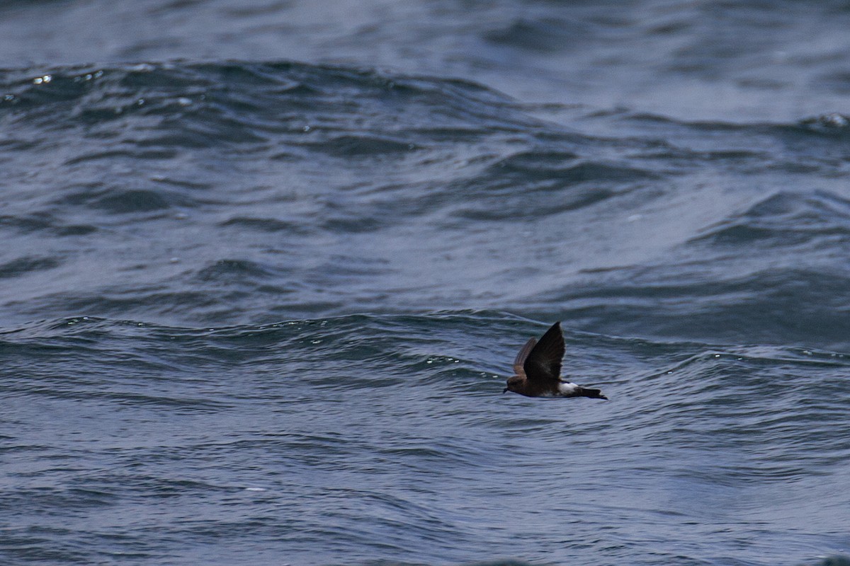 Elliot's Storm-Petrel - ML609766082