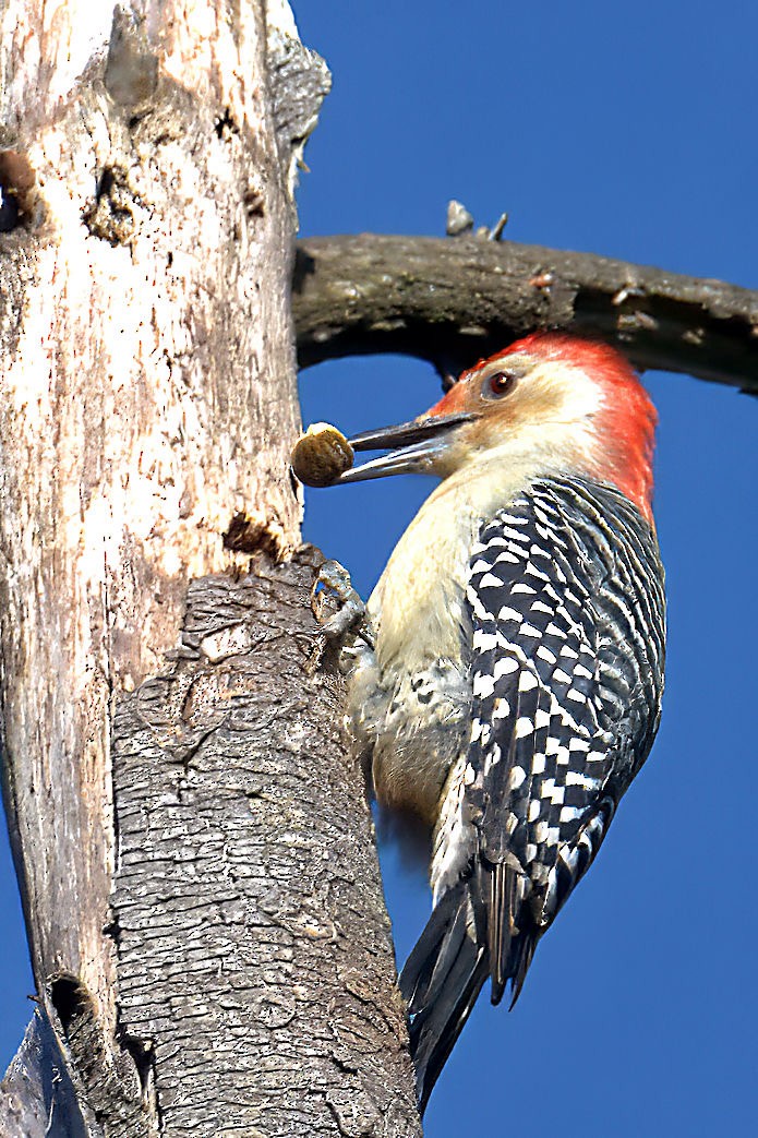 Red-bellied Woodpecker - ML609766086