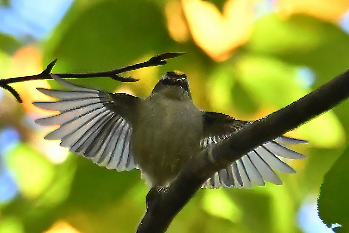 Golden-crowned Kinglet - ML609766119