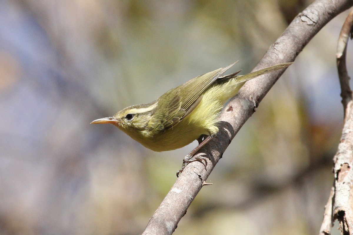 Rote Leaf Warbler - ML609766224