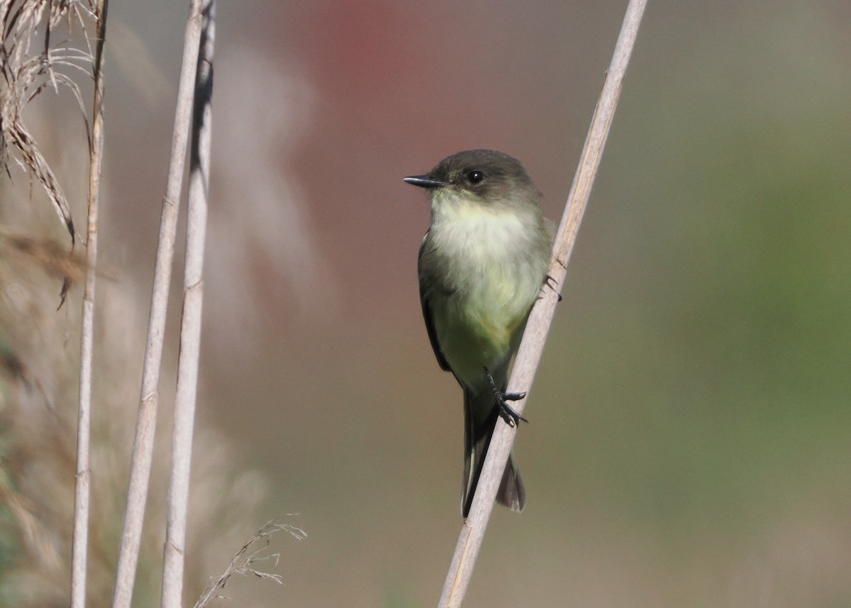 Eastern Phoebe - ML609766308