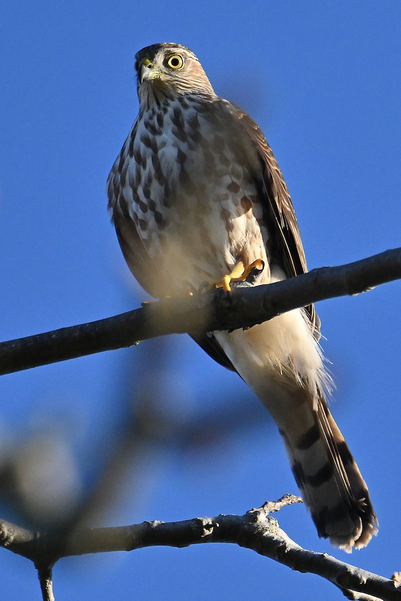 Sharp-shinned Hawk - ML609766415