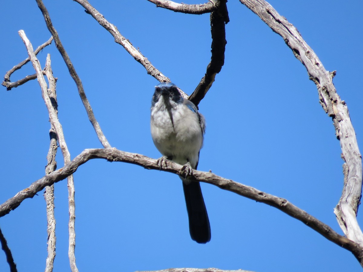 Woodhouse's Scrub-Jay (Sumichrast's) - ML609766574