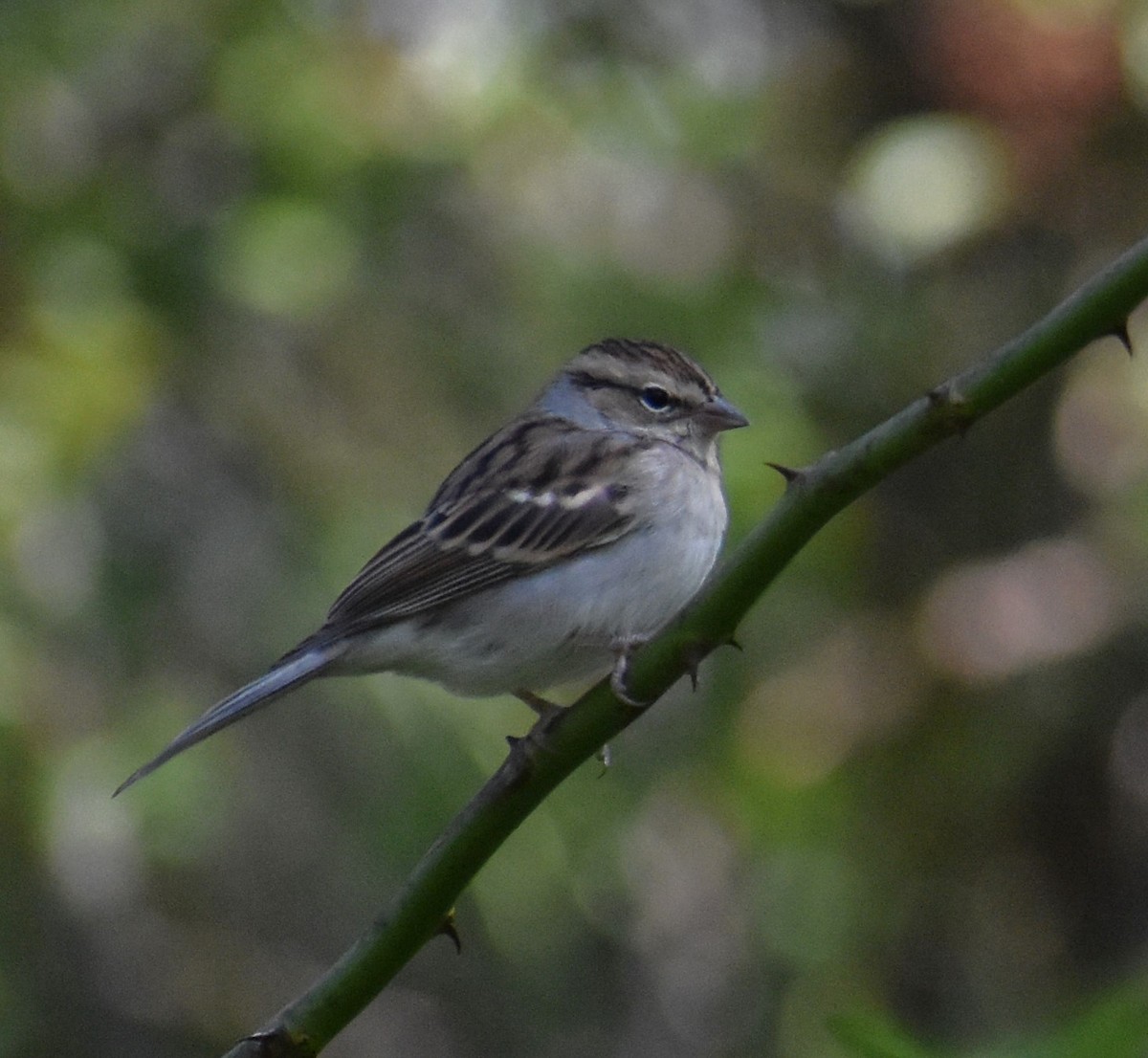 Chipping Sparrow - ML609766629