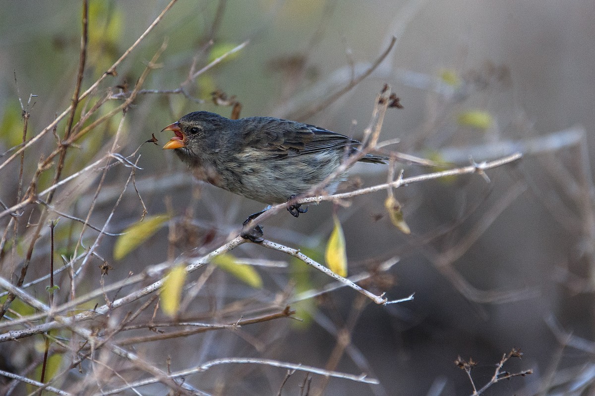 Small Ground-Finch - Anonymous