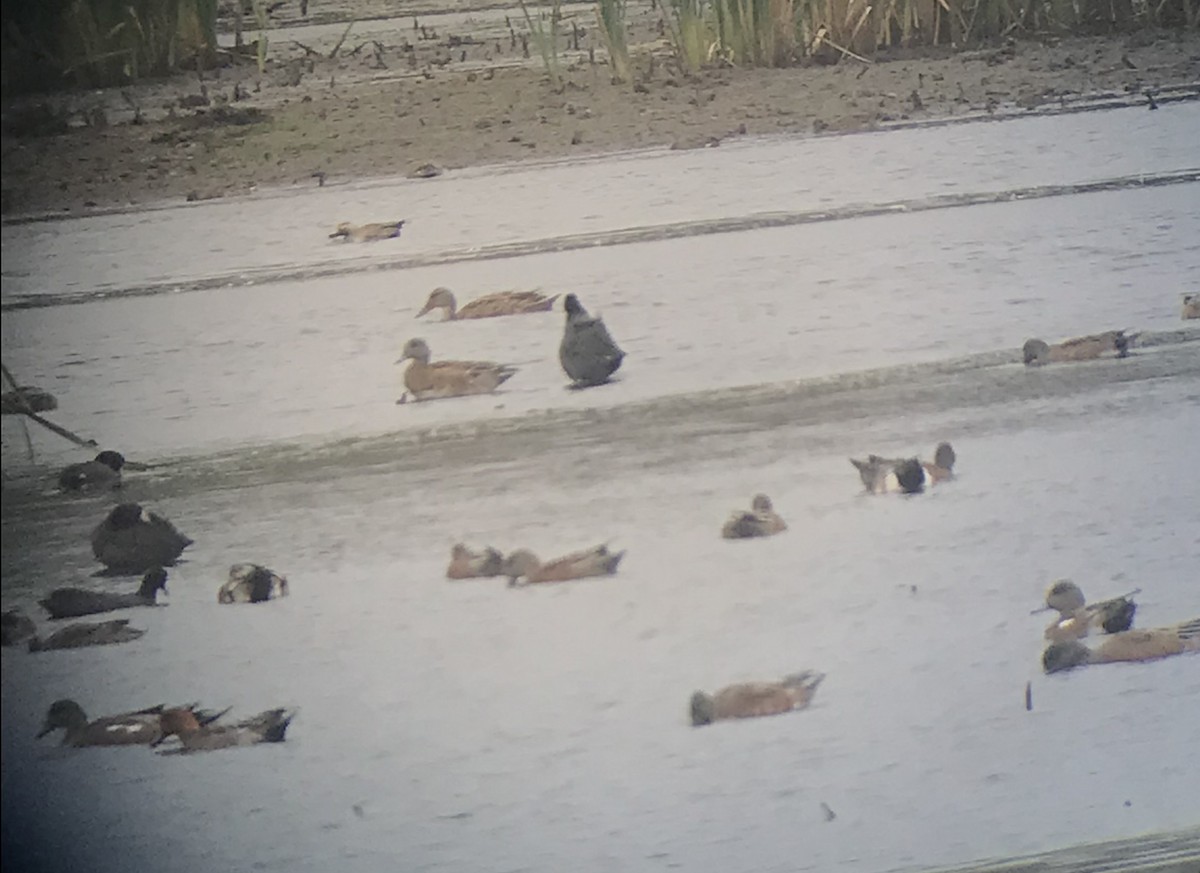 Eurasian Wigeon - ML609766636