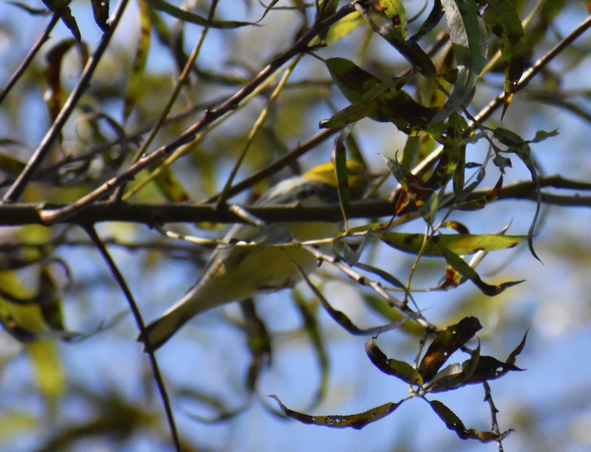 Black-throated Green Warbler - ML609766651