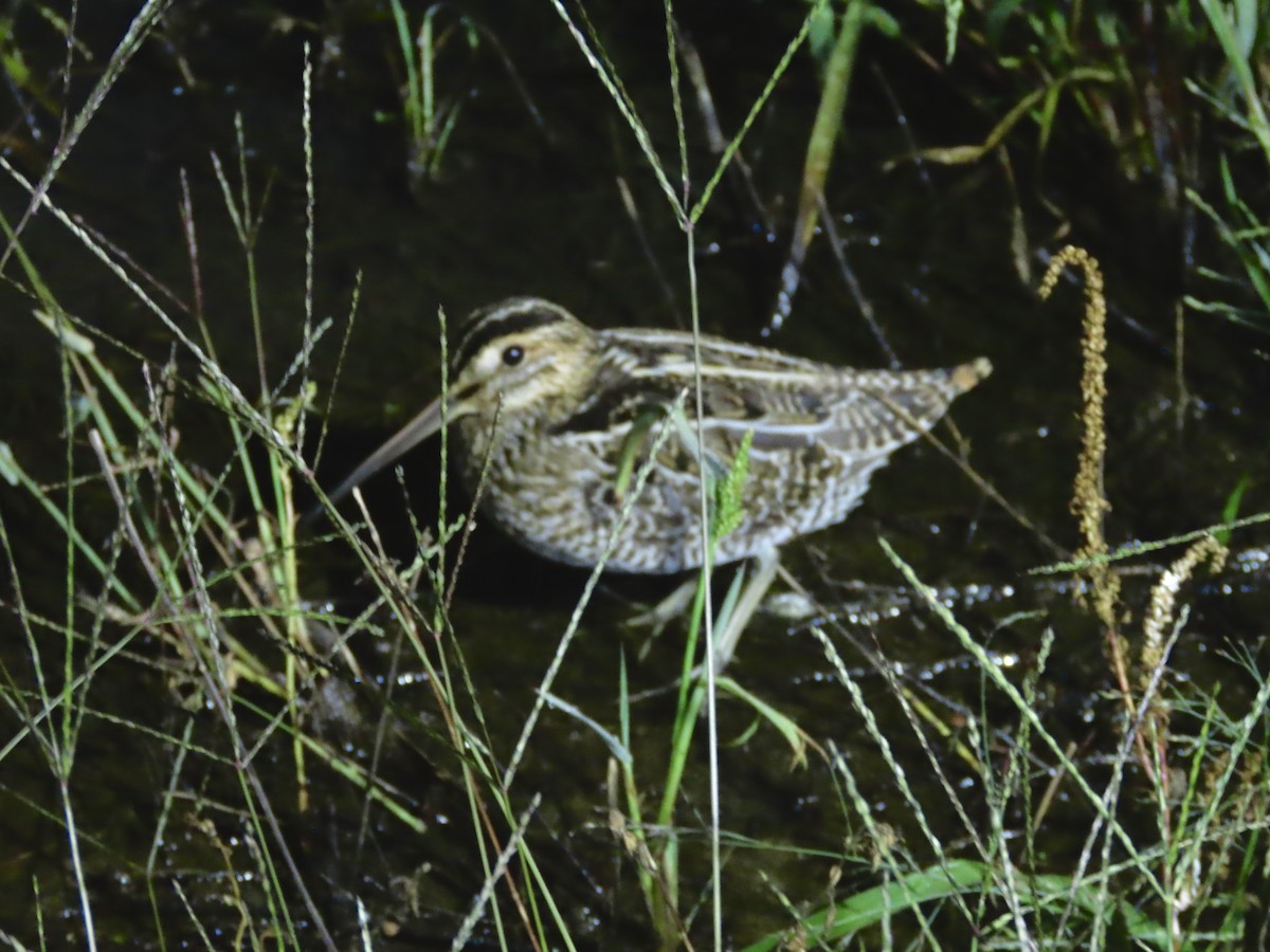 Wilson's Snipe - ML609766656