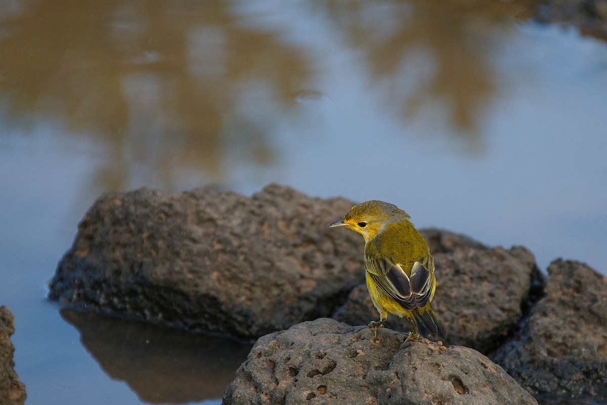 Yellow Warbler (Galapagos) - ML609766676