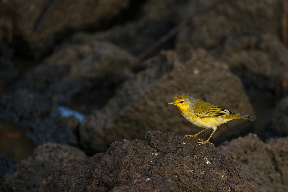 Yellow Warbler (Galapagos) - ML609766677