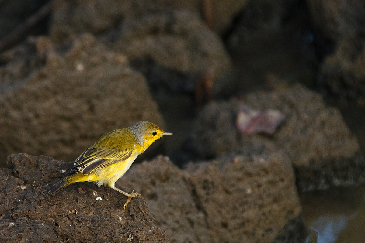 Yellow Warbler (Galapagos) - Anonymous