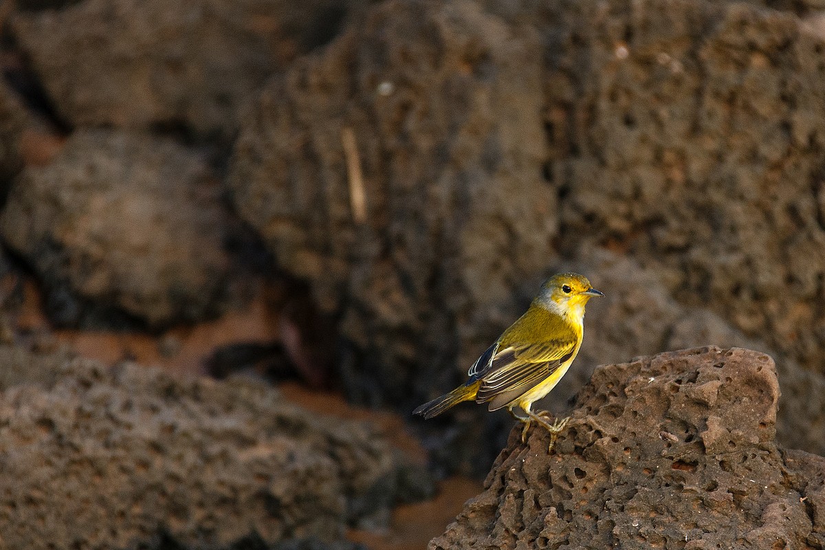 Yellow Warbler (Galapagos) - ML609766679