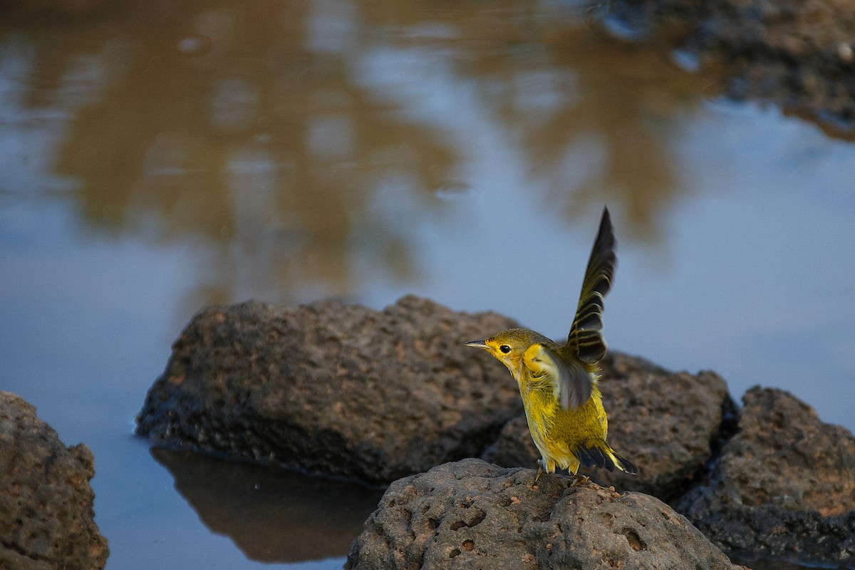 Yellow Warbler (Galapagos) - ML609766680