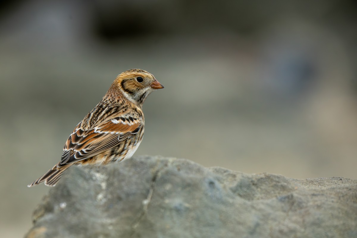 Lapland Longspur - ML609766733