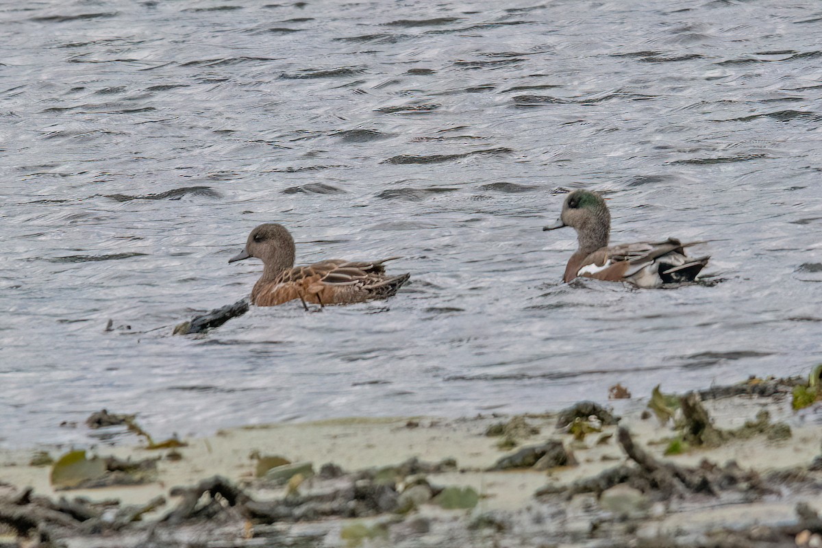 American Wigeon - ML609766784