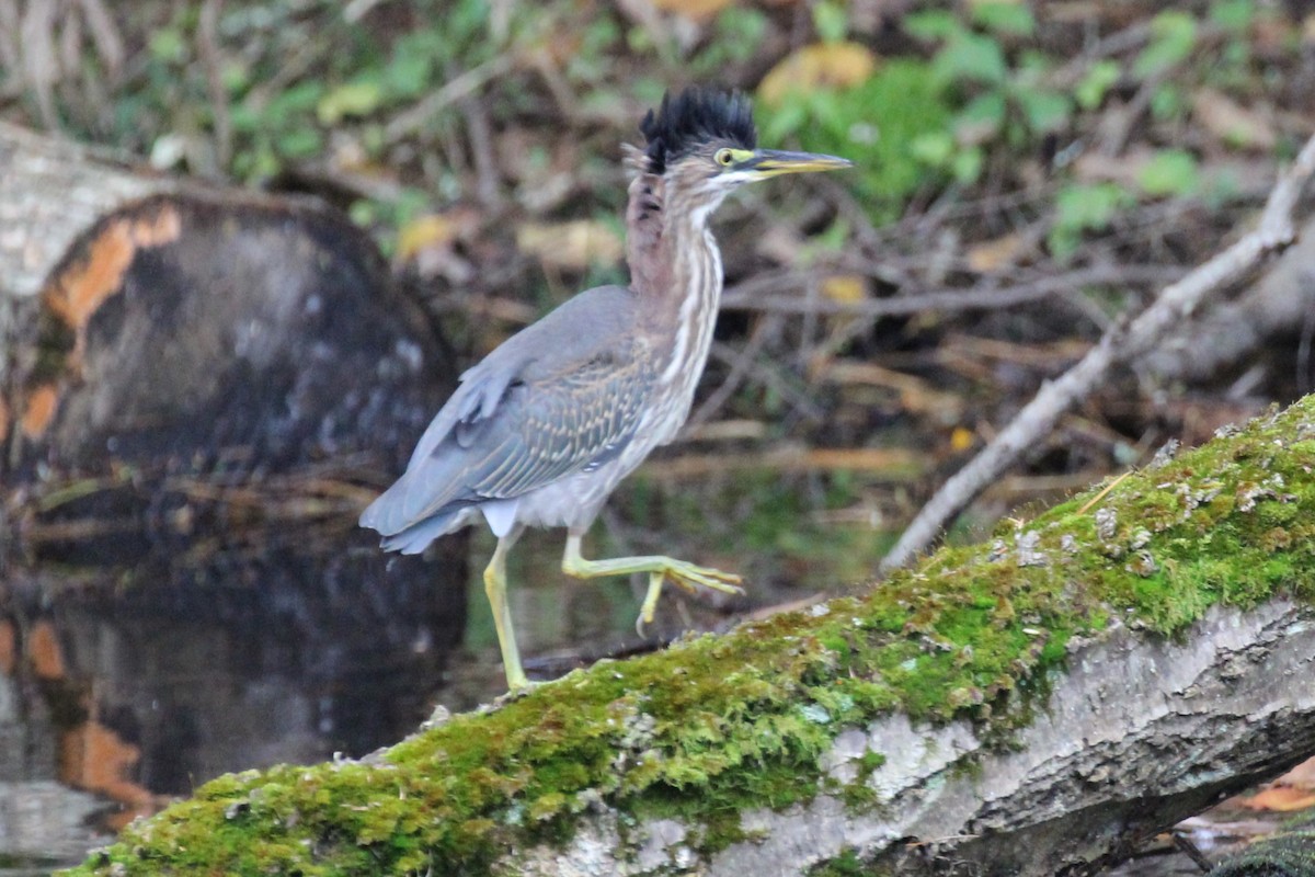 Green Heron - ML609766790