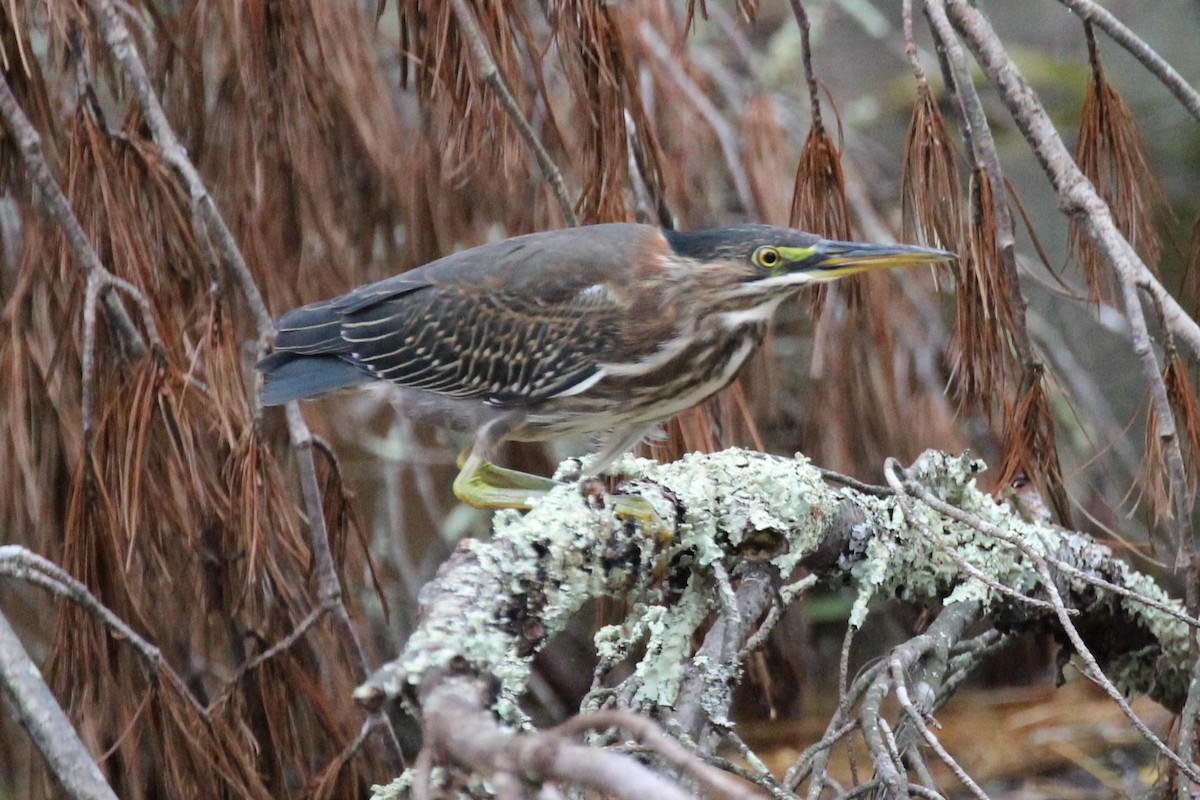 Green Heron - ML609766794