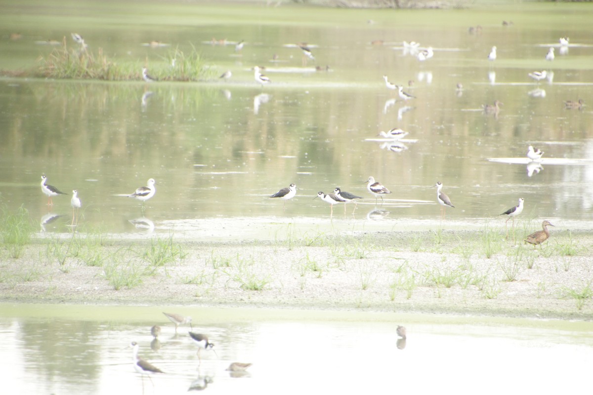 Avoceta Americana - ML609766879