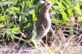 Savannah Sparrow (Savannah) - ML609766885