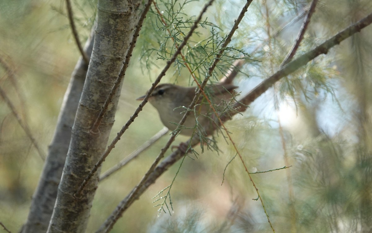 Cetti's Warbler - ML609766921