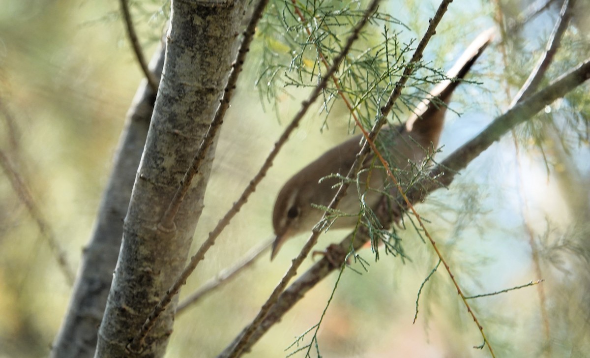 Cetti's Warbler - ML609766922