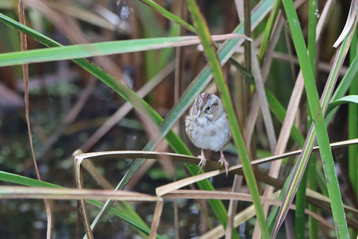 Swamp Sparrow - ML609766927