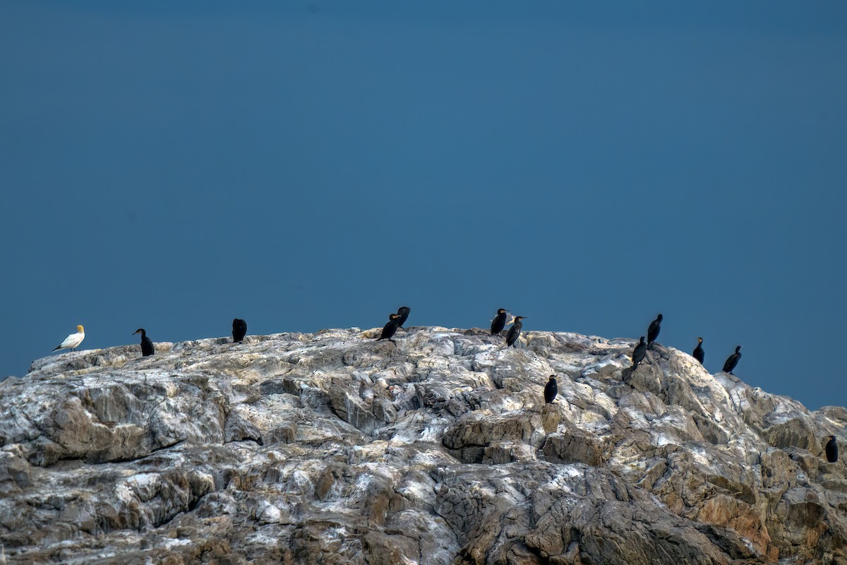 Great Cormorant - ML609766928