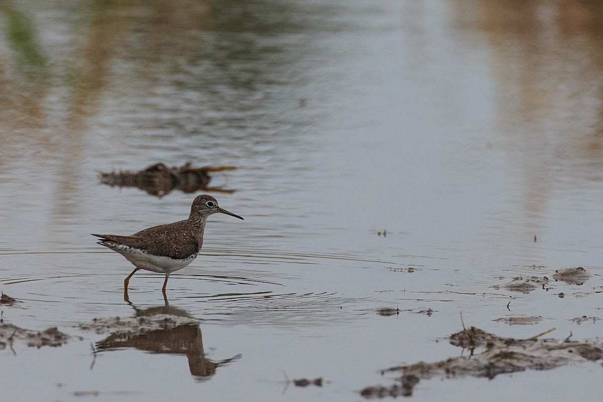 Solitary Sandpiper - ML609767012