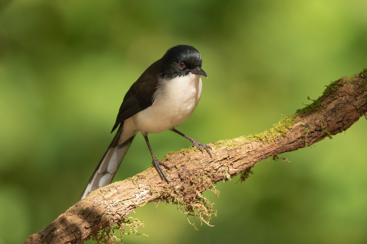 Black-backed Sibia - ML609767016