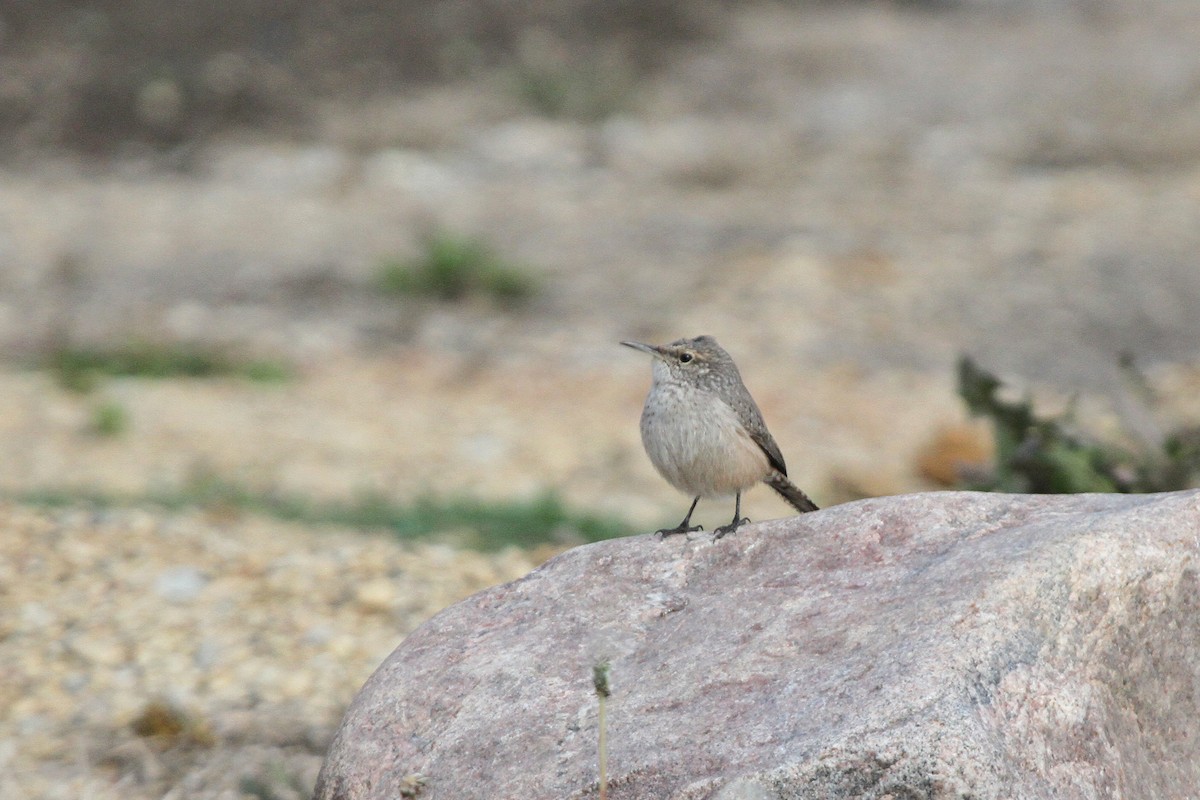 Rock Wren - ML609767075