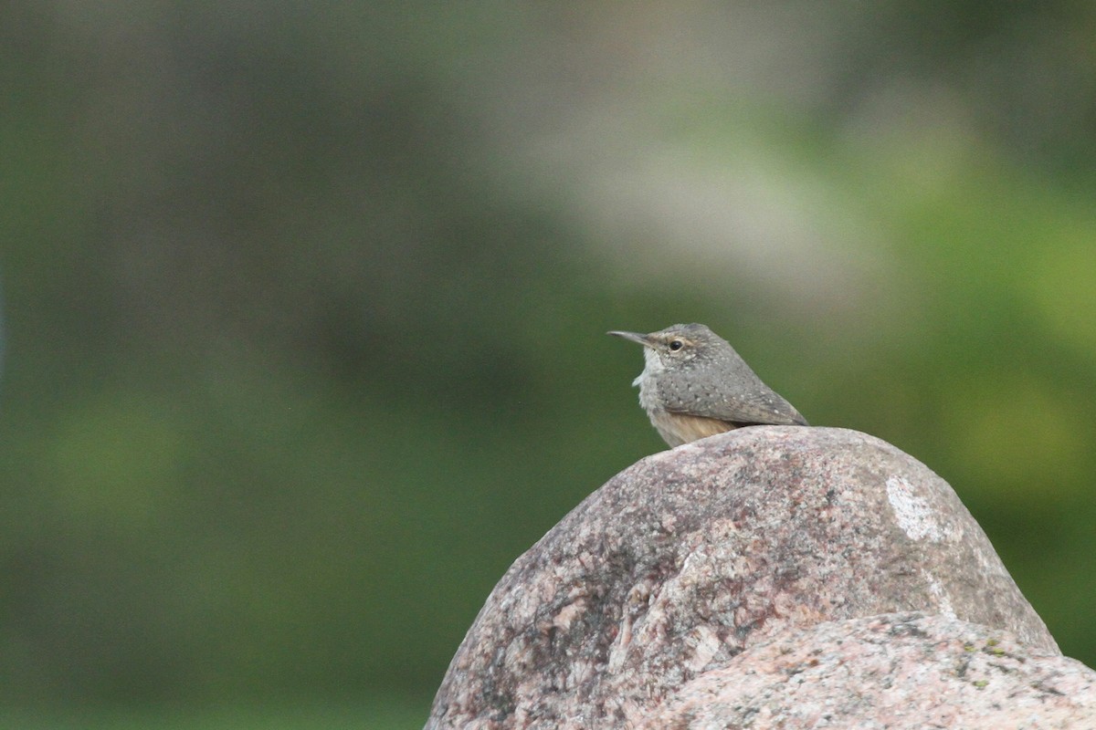 Rock Wren - Scott Cohrs