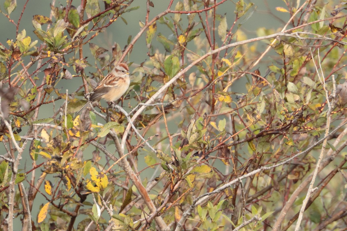 American Tree Sparrow - ML609767080