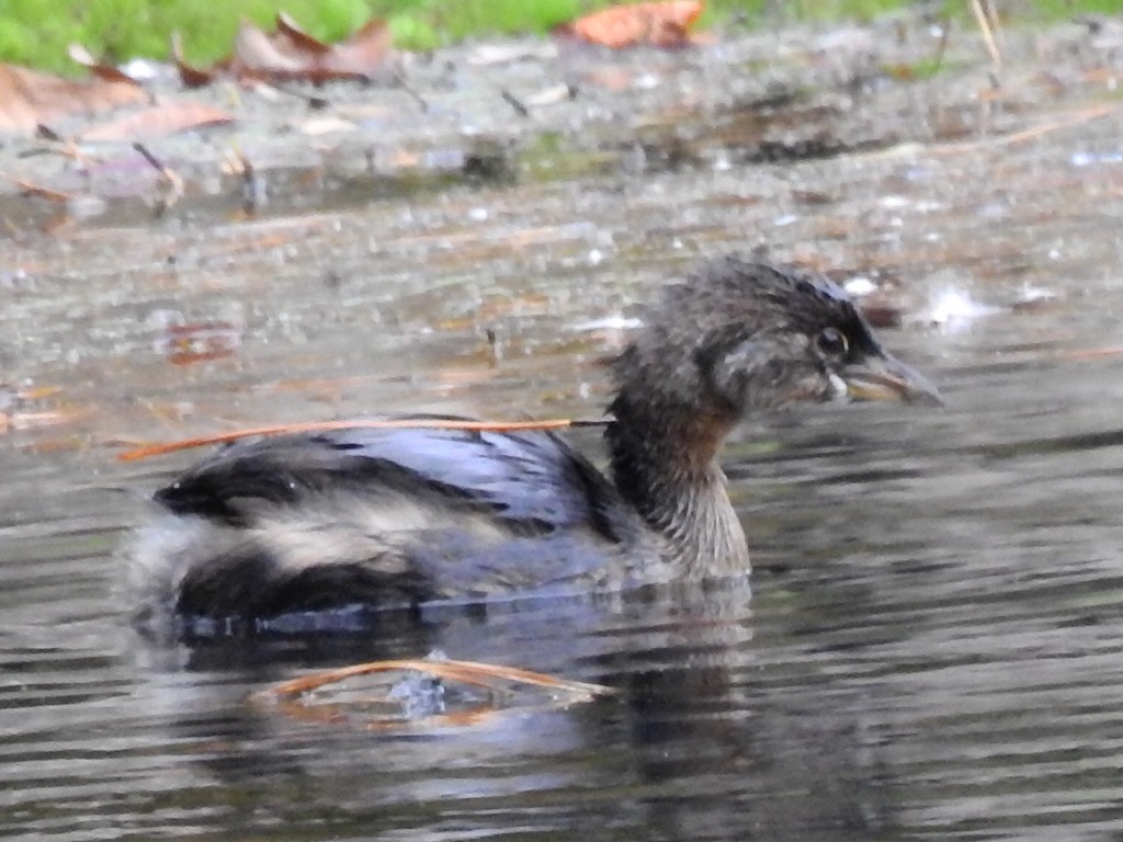 Pied-billed Grebe - ML609767117