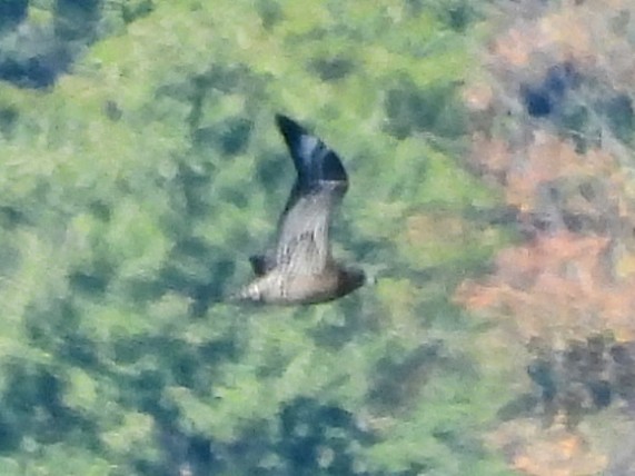 中賊鷗 - ML609767123