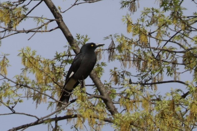 Pied Currawong - ML609767134