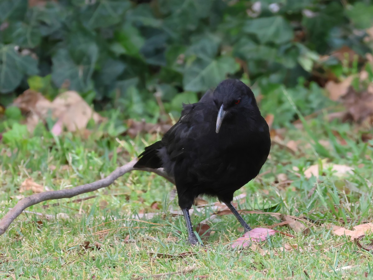 White-winged Chough - Heather Williams