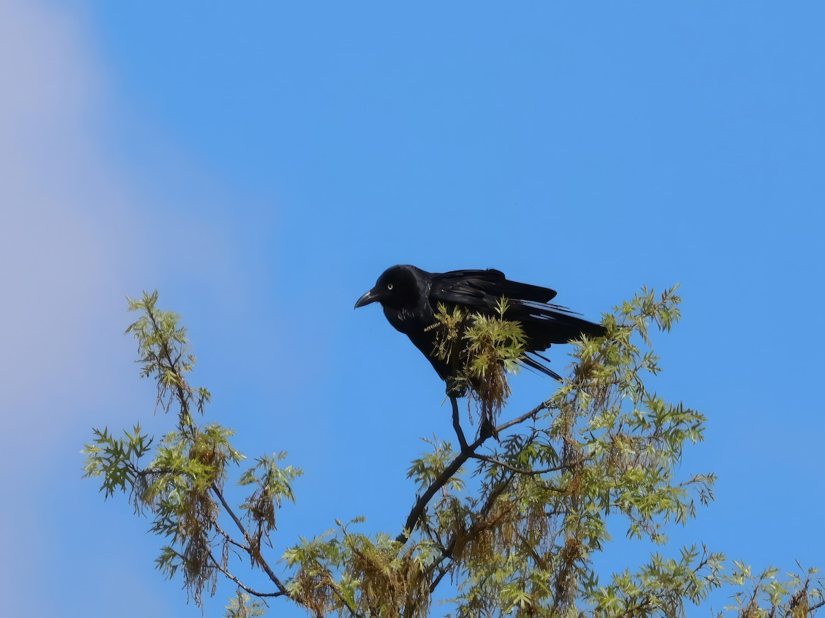 Australian Raven - ML609767147