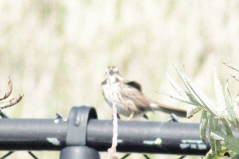 Song Sparrow (melodia/atlantica) - ML609767189