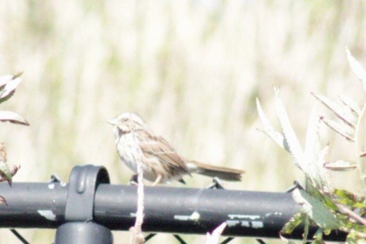 Song Sparrow (melodia/atlantica) - ML609767190