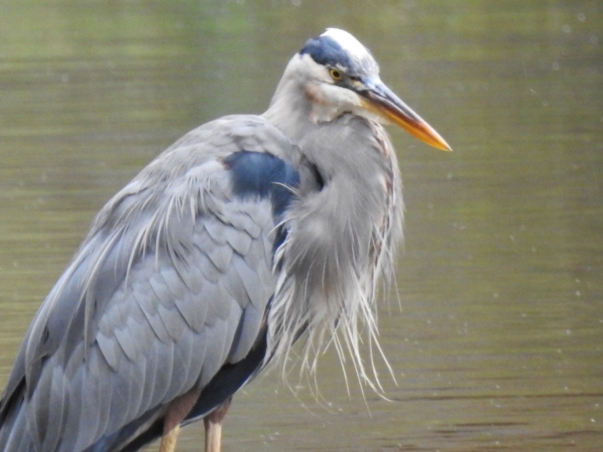 Great Blue Heron - ML609767203